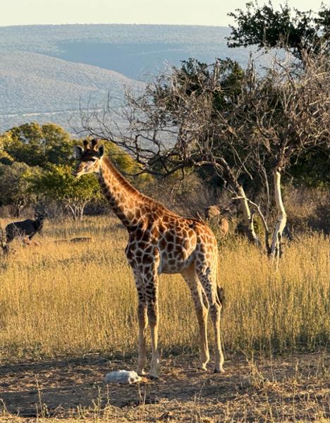 5145-5 Star African Safari