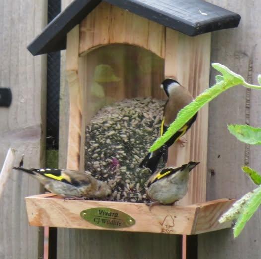 Houston Bird Seed Feeder and Meal Worms