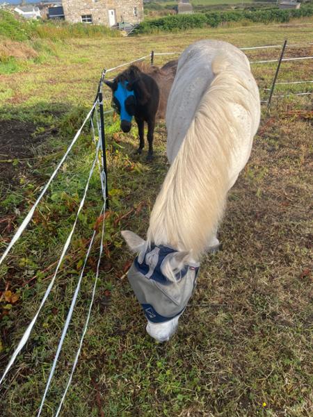 Shetland-Miniature-Section A Pull On Fly Mask With Ears