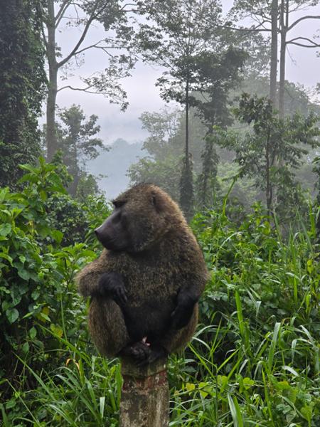 4513-Uganda Wildlife Discovery