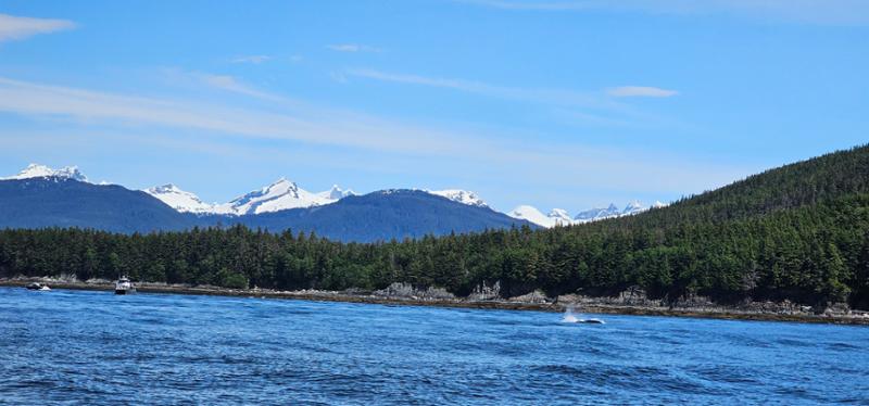Your tour in Juneau - Whale Watching & Mendenhall Glacier Photo Safari