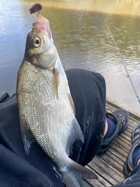 Bleddy great bait