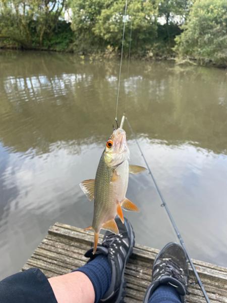 Bleddy great bait