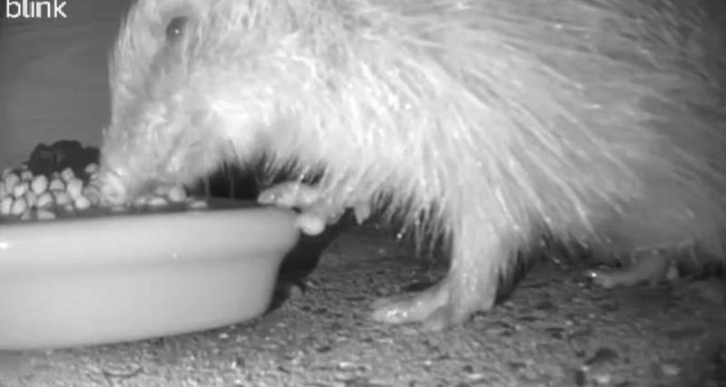 The only food my hedgehogs will eat!