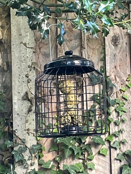 Brussels Fat Ball Bird Feeder Guardian Pack