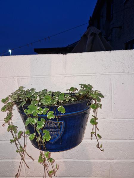 Planter Botanic Wall Blue 35x21x21cm