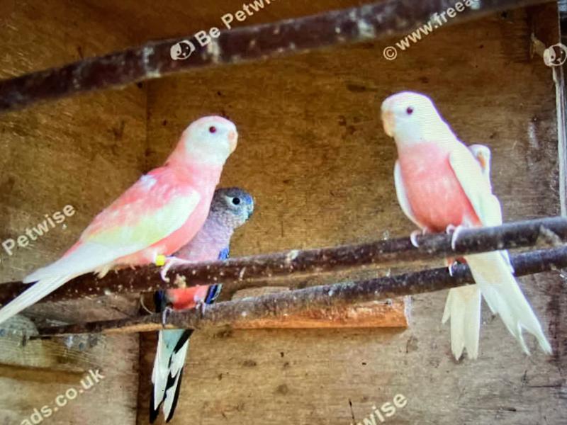 VITALITY PACK for Cage & Aviary Birds