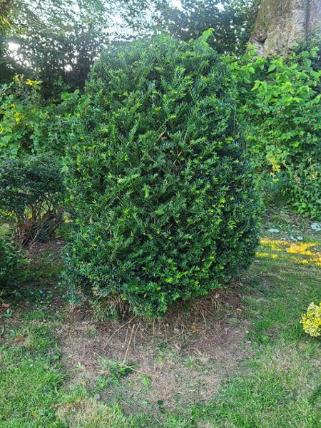 STIHL HSA 30 Battery Hedge Trimmer (Shell Only)