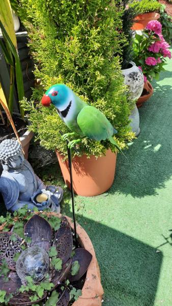 Green Parakeet Stake
