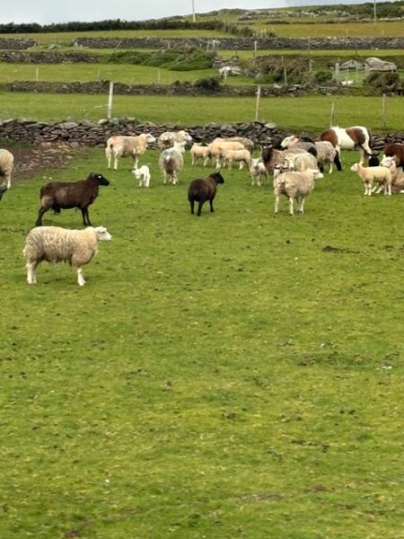 Countryside of the Emerald Isle on 06/02/2025