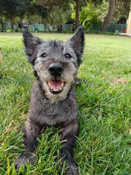 Pure Kangaroo Wet Dog Food (Australia) 12 x 400g