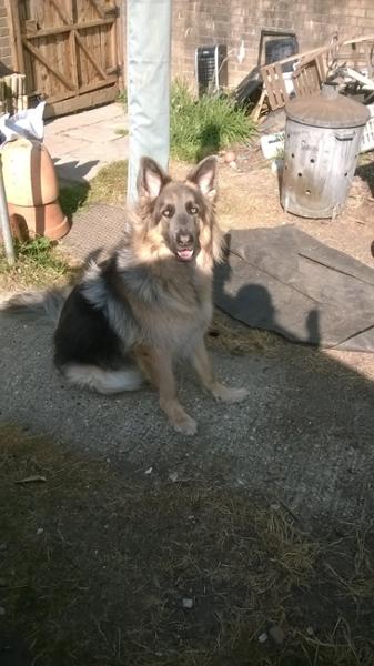 Metacam Oral Suspension for Dogs