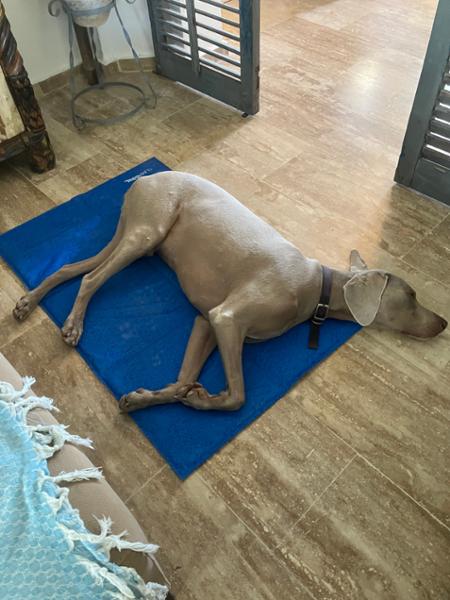 ClimaCOOL Self Cooling Dog Mat (Large – X - Large) - George Barclay