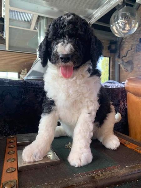 Fresh Pressed Puppy Turkey