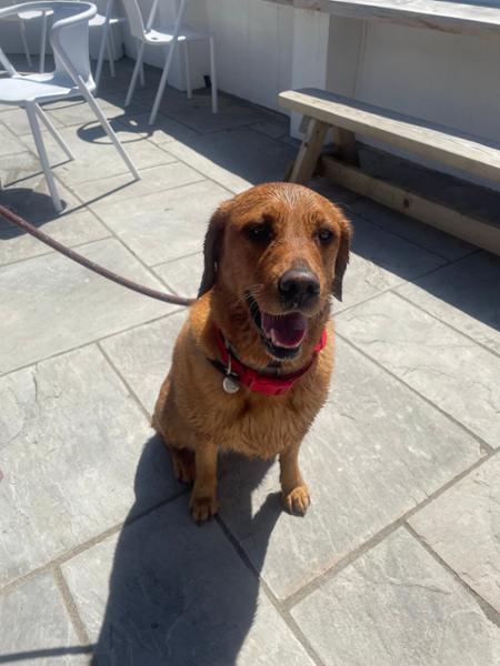Hill's Prescription Diet I/D Low Fat Canine