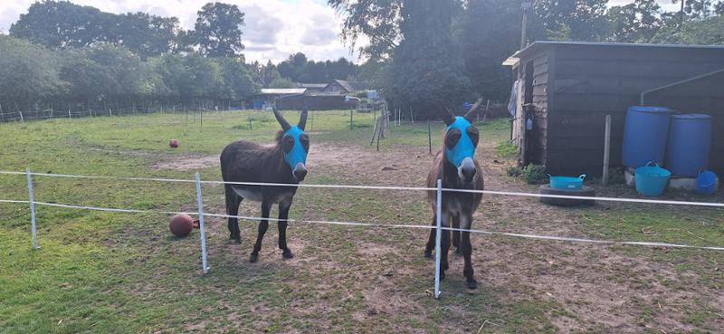 Fly mask