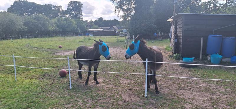 Fly mask