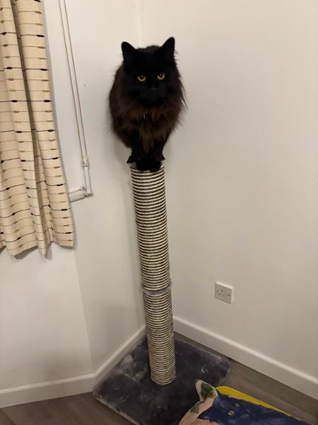 Great & Small Snuggle&Scratch Extra Tall Cat Scratcher