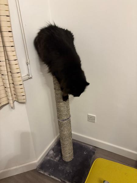 Great & Small Snuggle&Scratch Extra Tall Cat Scratcher
