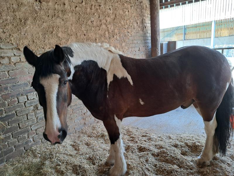 LAMINO for Horses