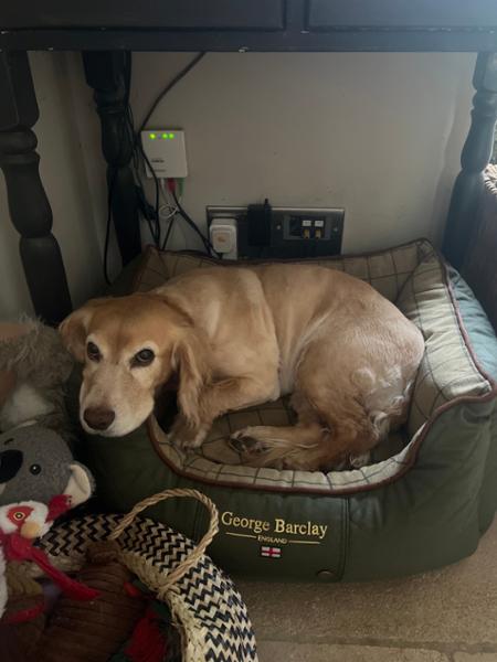 Country Orthopaedic Walled Dog Bed - Olive Green - Small - Bed with Orthopaedic - Blended Memory Foam Particles - George Barclay