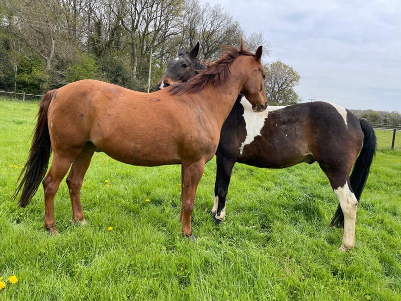 Suppleaze Gold | Horse Joint Supplement