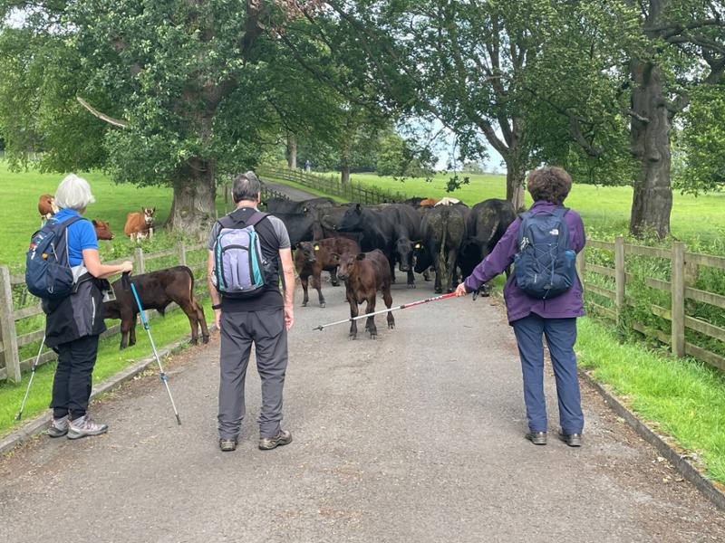 Your holiday: Southern Yorkshire Dales  - Gentle Guided Walking