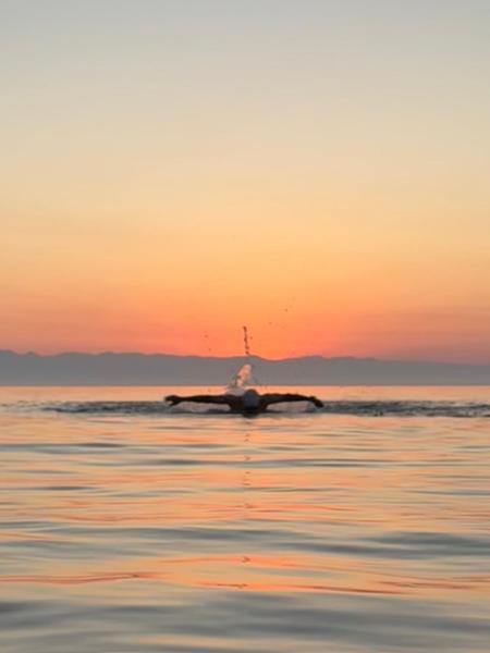 Mathraki: Long swims from a beautiful island - the best week.