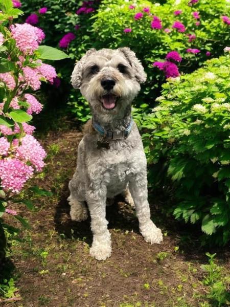 Lily's Kitchen Springtime Stew (10 x 150g) Wet Dog Food