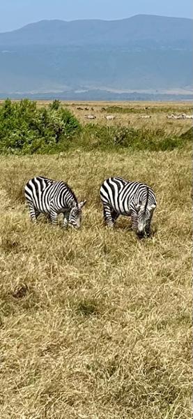 Kenya Wildlife Safari