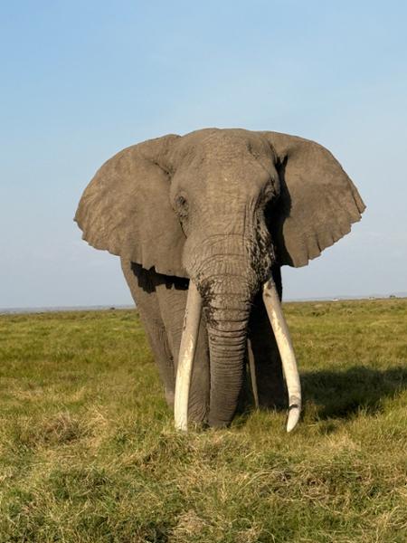 Kenya Wildlife Safari