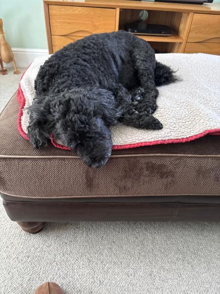 Lily's Kitchen Weekend Favourites - Wet Dog Food - Made With Natural Ingredients - 24x150g