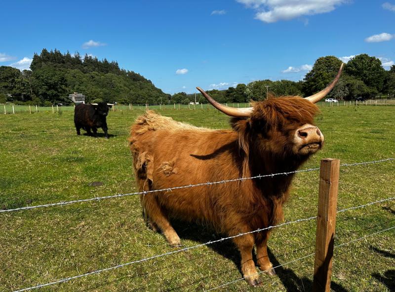 Highlights of Ireland and Scotland
