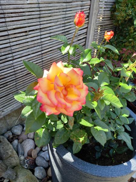 Sheila's Perfume - Floribunda