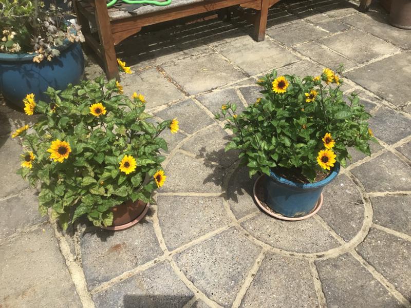 Sunflower SunBelievabletrade Brown Eyed Girl