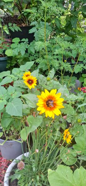 Sunny flowers
