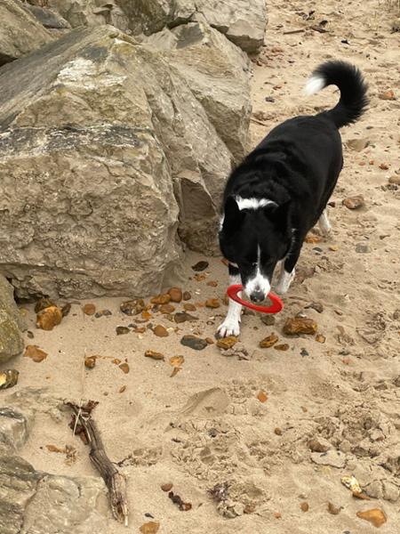 Scottish Salmon Oil | 500ml | Fish Oil For Dogs | Omega 3 Supplement For Dogs | Natural Supplement | Pooch & Mutt