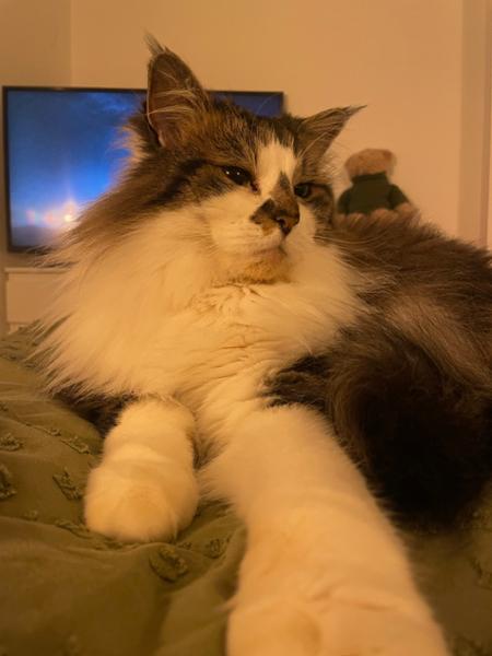 Highly recommend for fluffy cats!