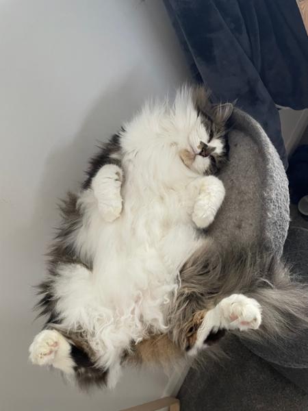 Highly recommend for fluffy cats!