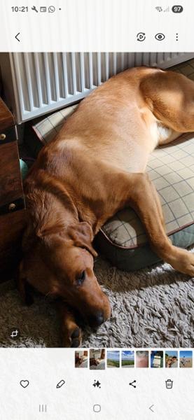 Country Dog Mattress - Midnight Blue - Large - Bed with Orthopaedic - Blended Memory Foam Particles - George Barclay