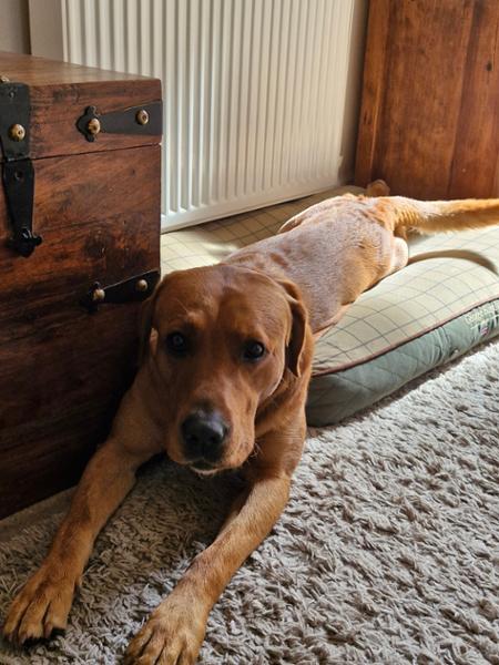Country Dog Mattress - Midnight Blue - Large - Bed with Orthopaedic - Blended Memory Foam Particles - George Barclay