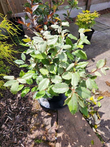 Elaeagnus, Compacta