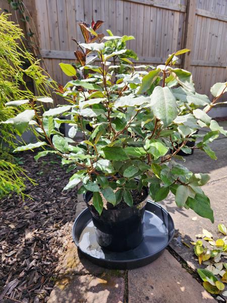 Elaeagnus, Compacta