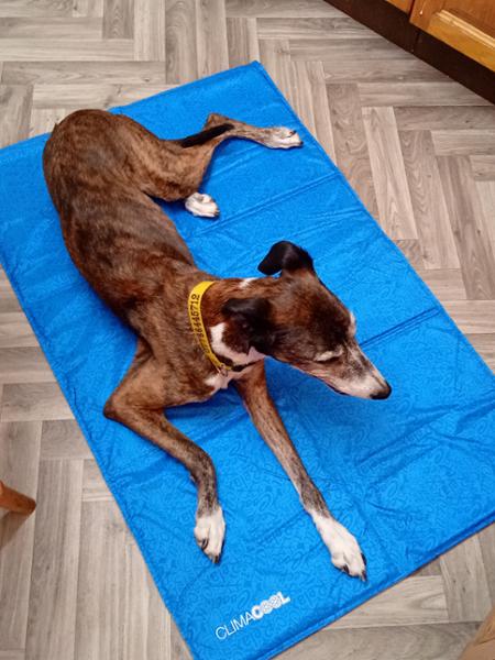 ClimaCOOL 'BULK PACKED' Self Cooling Dog Mat (Large – X-Large)