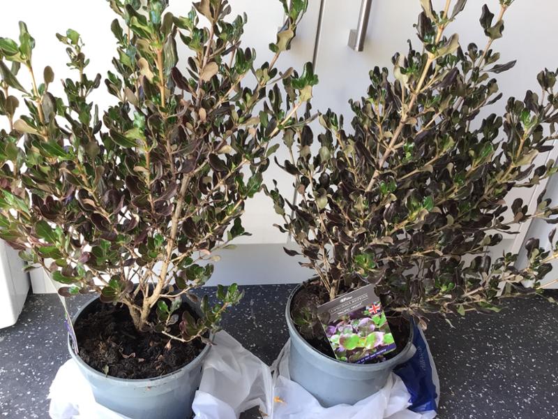 Coprosma repens Pacific Night 3L