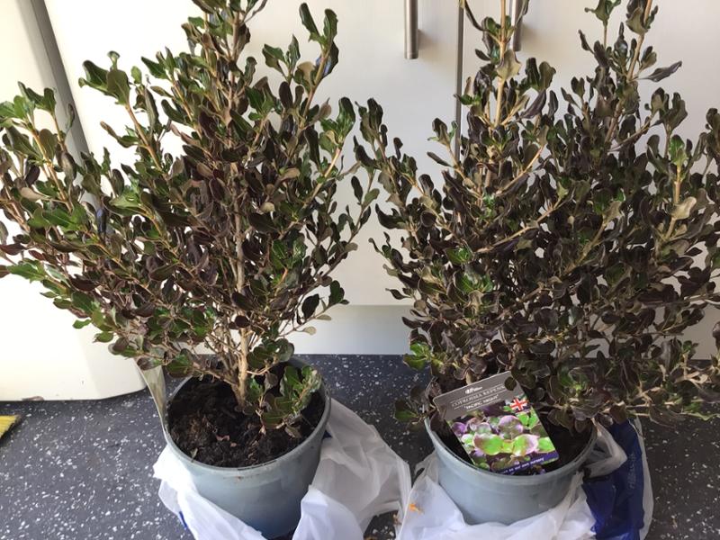 Coprosma repens Pacific Night 3L