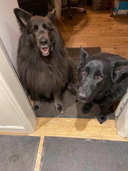 Dental Stick Bundle For Dogs
