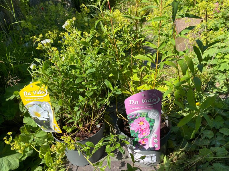 'Hidcote' Lavender Plants, Lavandula angustifolia. 2L Pots. UK Grown