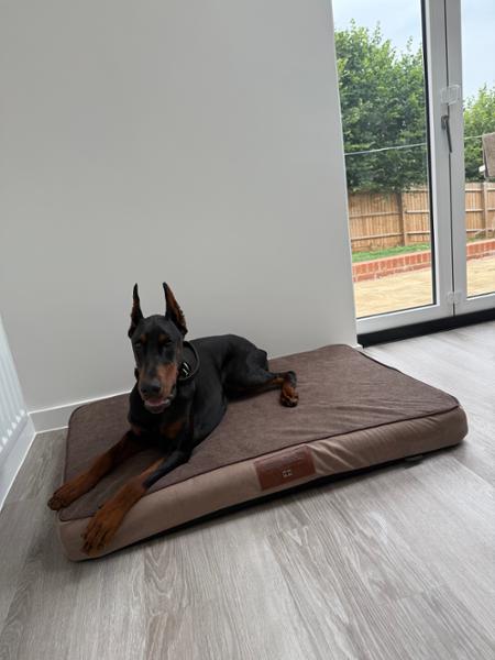 Burley Dog Mattress - Toffee Fudge - XL- Bed with Orthopaedic - Blended Memory Foam Particles - George Barclay