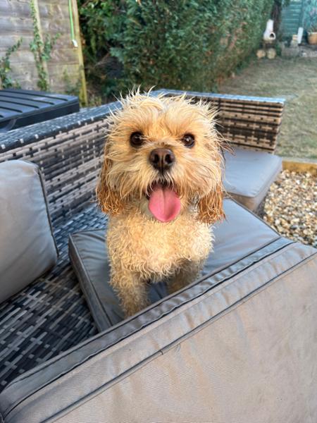 Calming Dry Dog Food for Anxious or Excitable Dogs | 2kg | Grain Free & Natural Ingredients | Pooch & Mutt | Vet Recommended